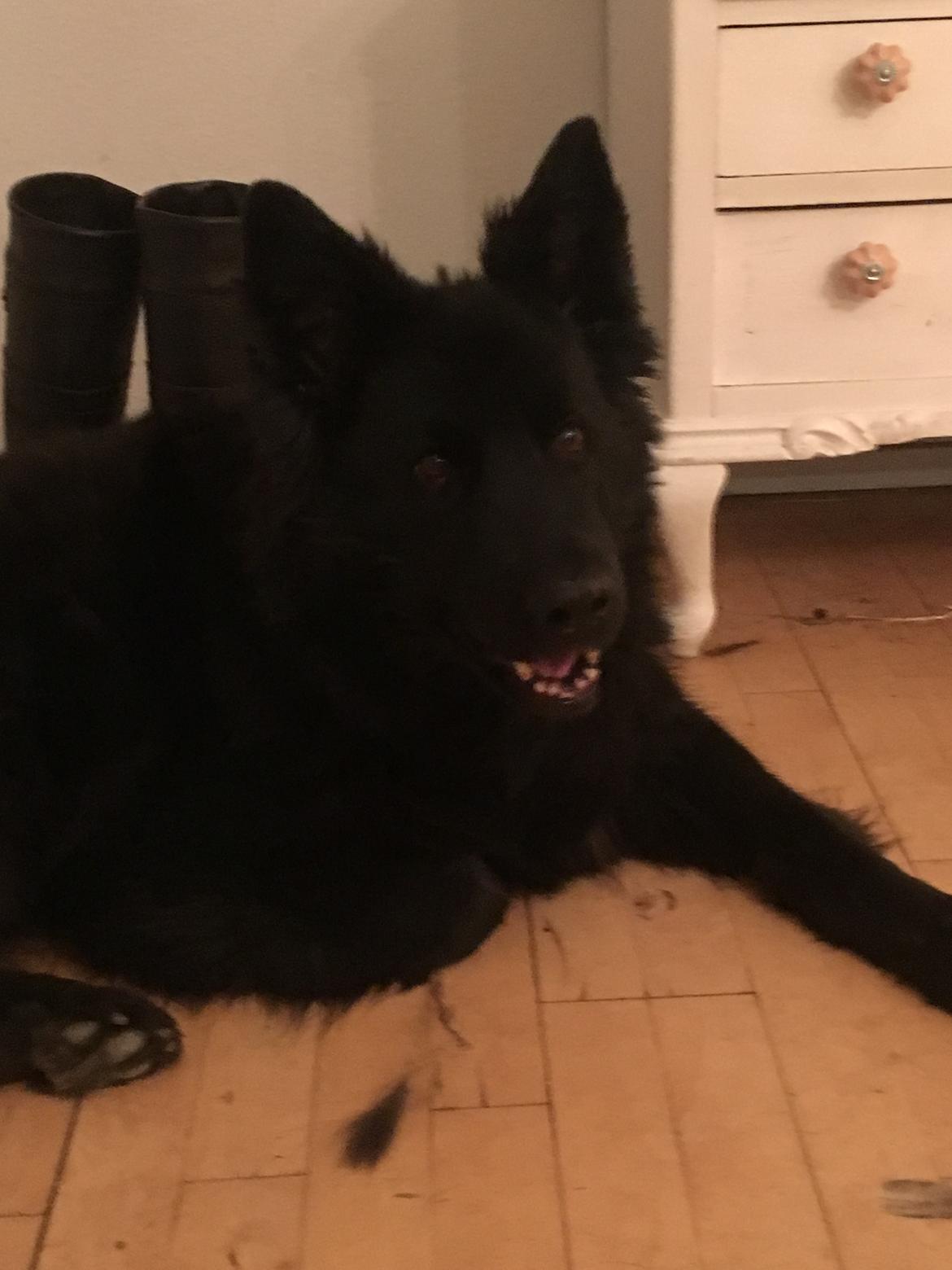 Schæferhund Alba billede 17
