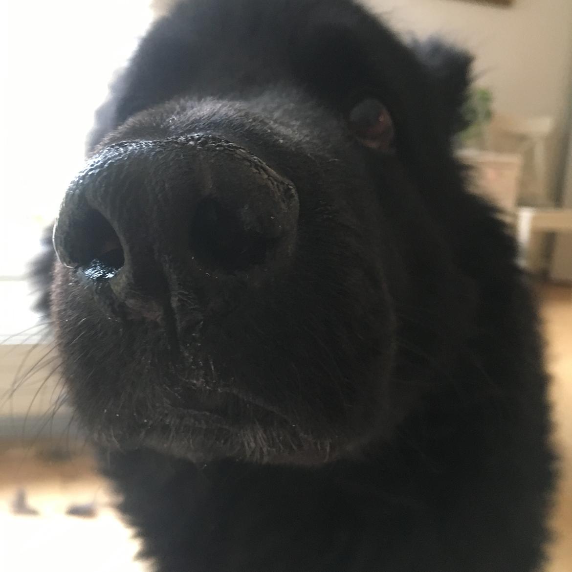 Schæferhund Alba billede 18