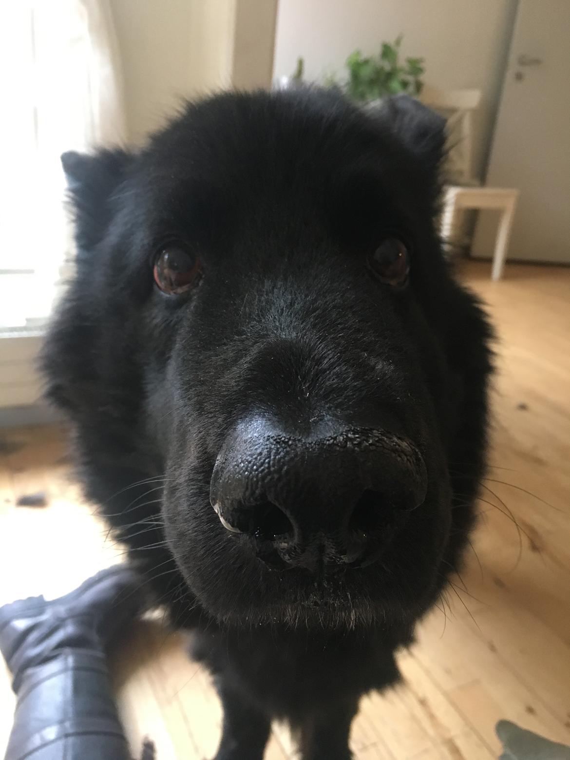 Schæferhund Alba billede 19