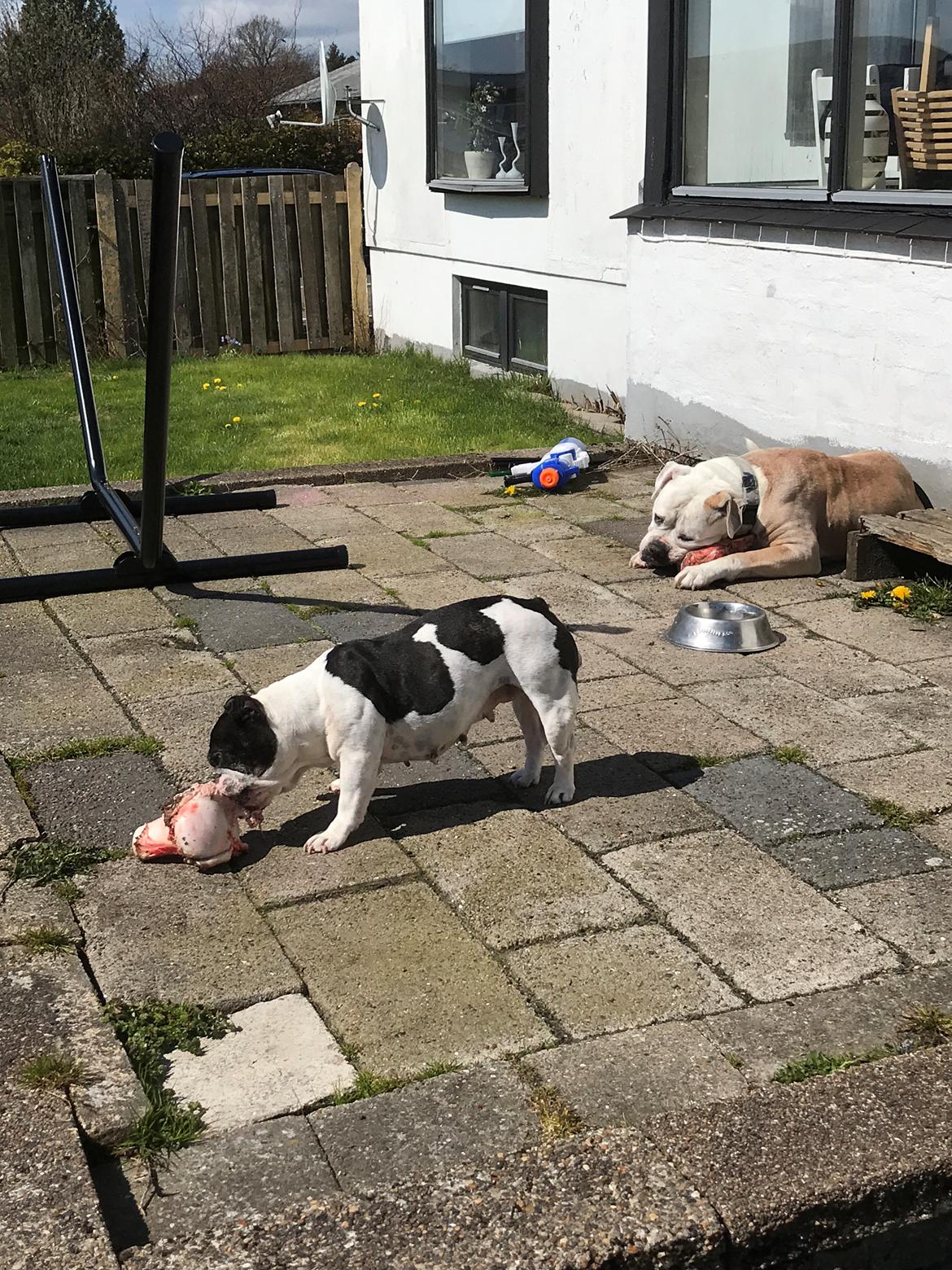 Fransk bulldog Mille RIP billede 13