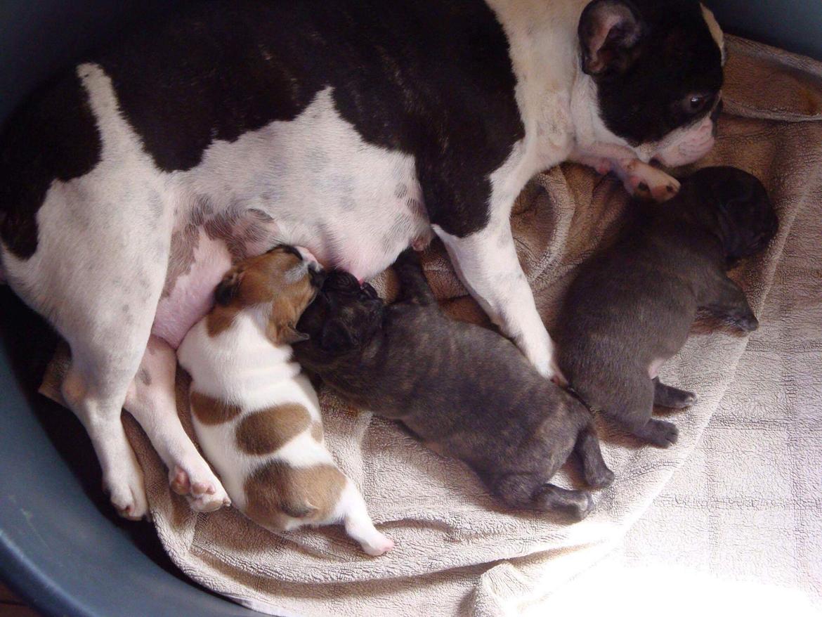 Fransk bulldog Mille RIP billede 15