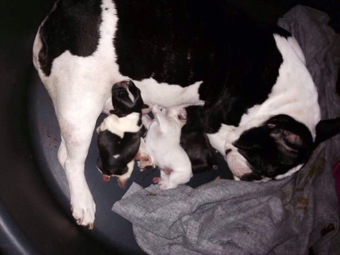 Fransk bulldog Mille RIP billede 14