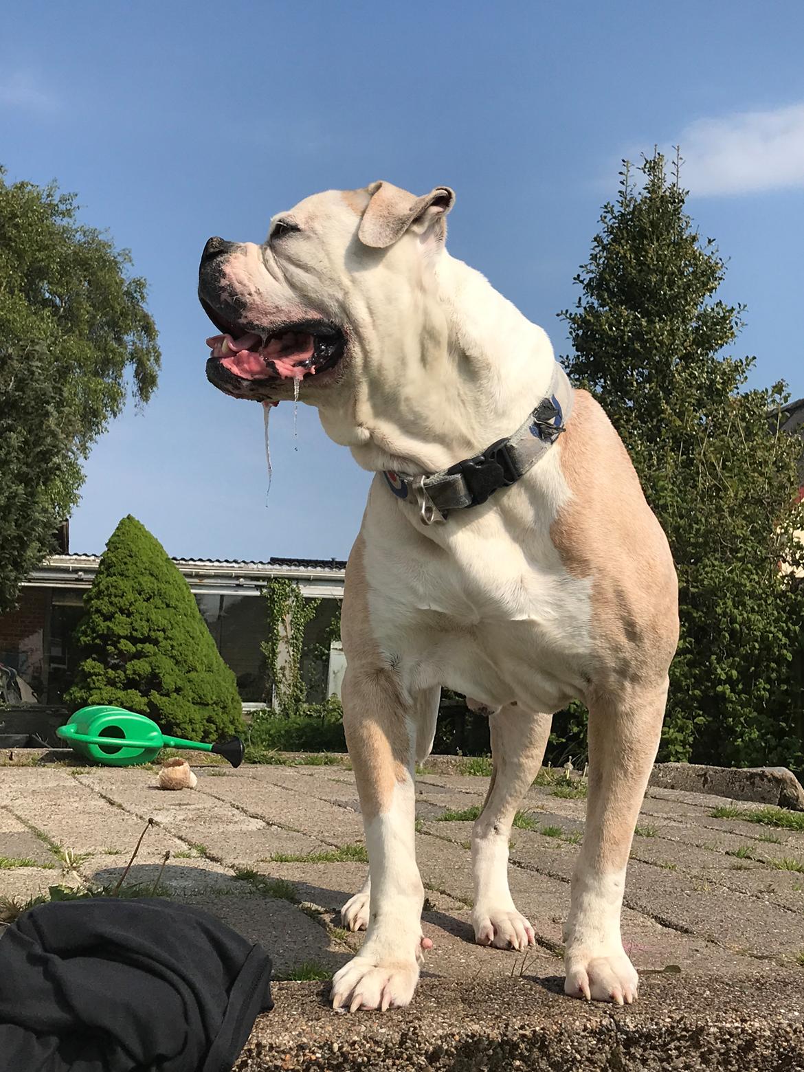 Amerikansk bulldog CH.Matheo"s Storm billede 19