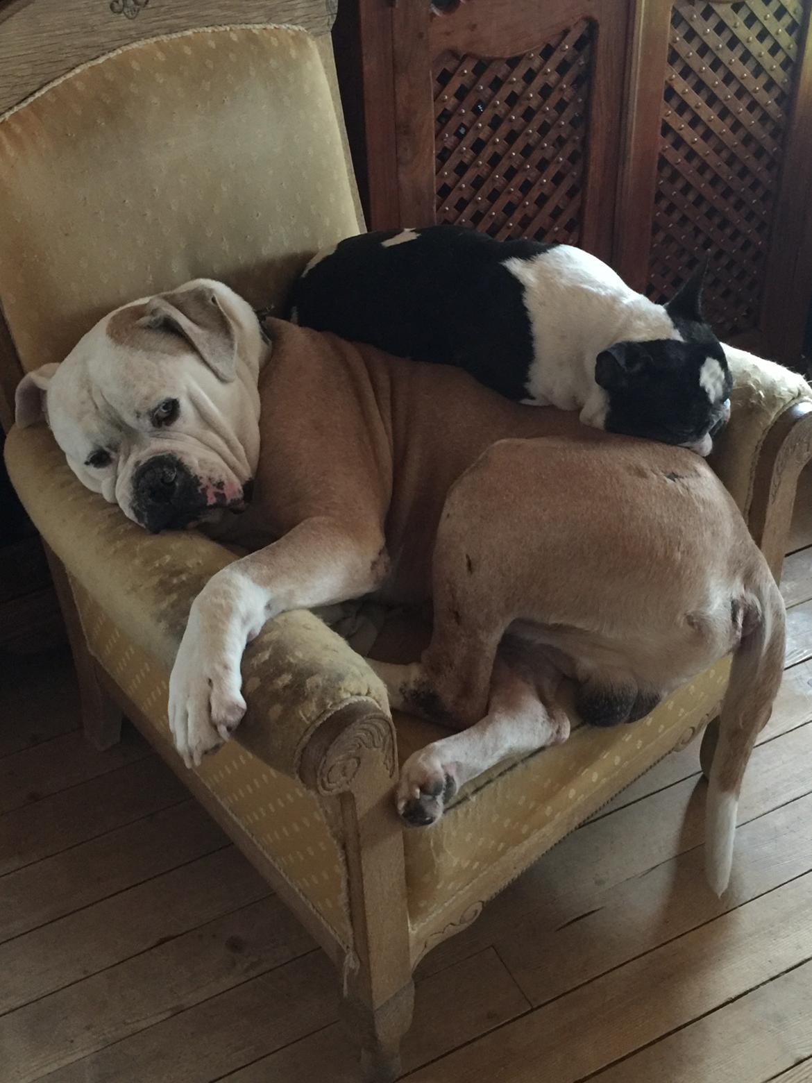 Amerikansk bulldog CH.Matheo"s Storm billede 20