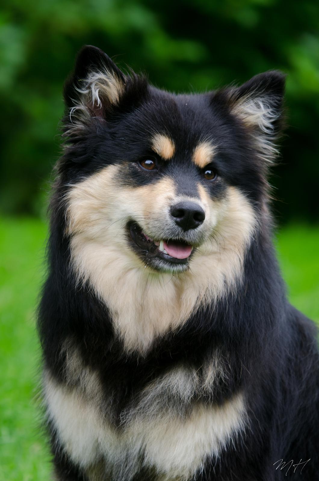 Finsk lapphund DKCH HRCH Lapinkaunis Gimme All Your Lovin' - Vores smukke glade, vilde pige <3 billede 2