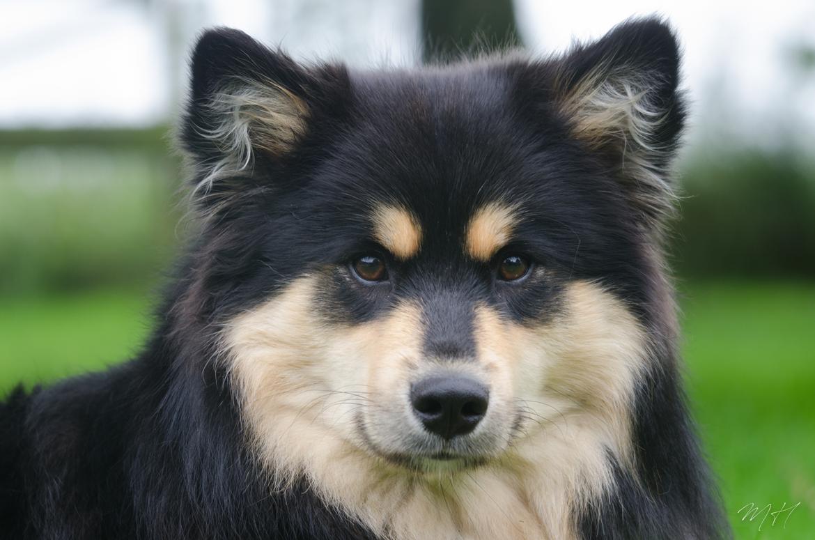 Finsk lapphund DKCH HRCH Lapinkaunis Gimme All Your Lovin' billede 3