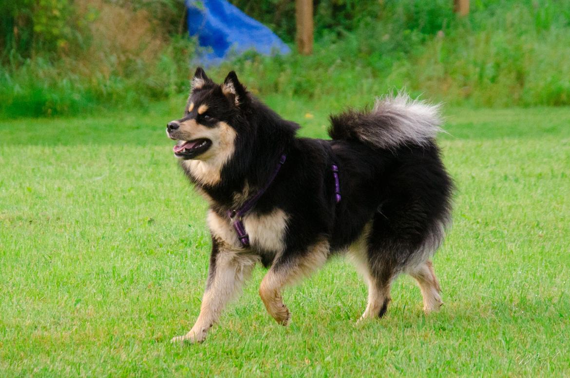 Finsk lapphund DKCH HRCH Lapinkaunis Gimme All Your Lovin' billede 5