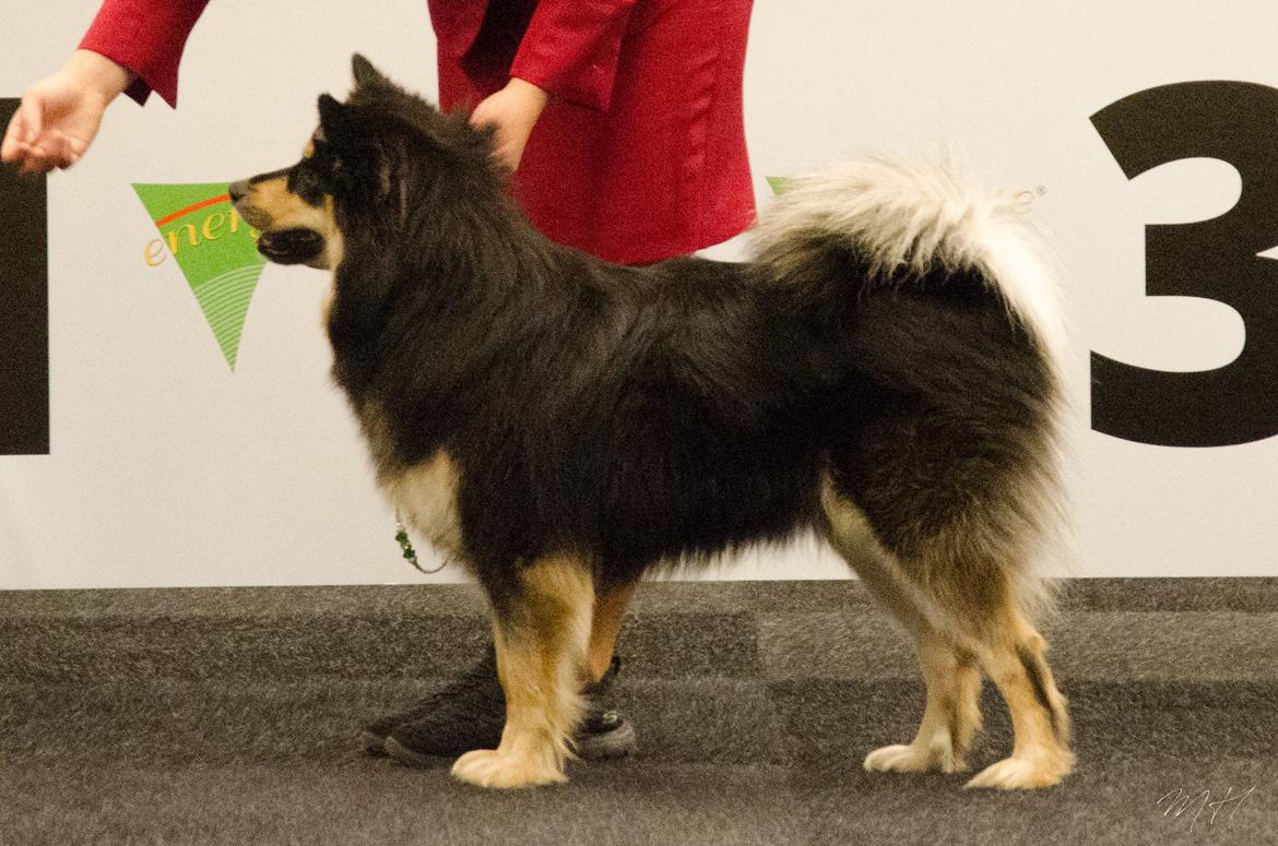 Finsk lapphund DKCH HRCH Lapinkaunis Gimme All Your Lovin' billede 6