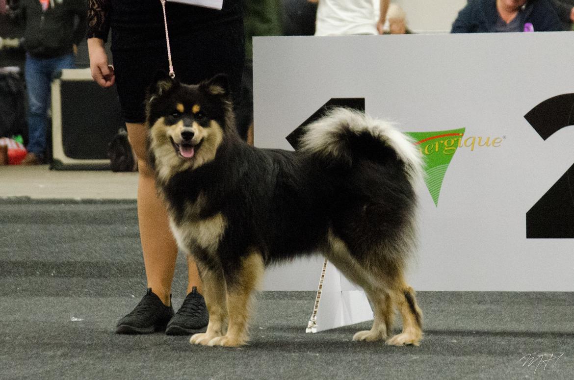 Finsk lapphund DKCH HRCH Lapinkaunis Gimme All Your Lovin' - BIM med CAC og CACIB i Holland! billede 7