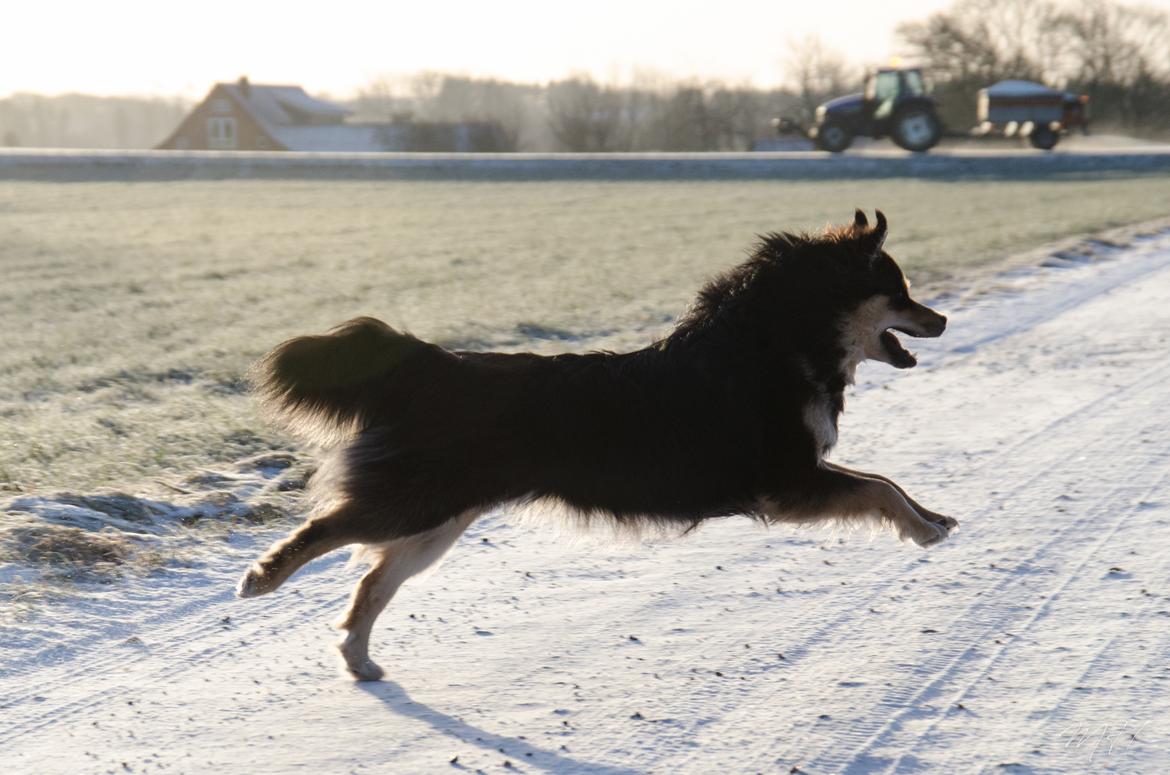 Finsk lapphund DKCH HRCH Lapinkaunis Gimme All Your Lovin' billede 8