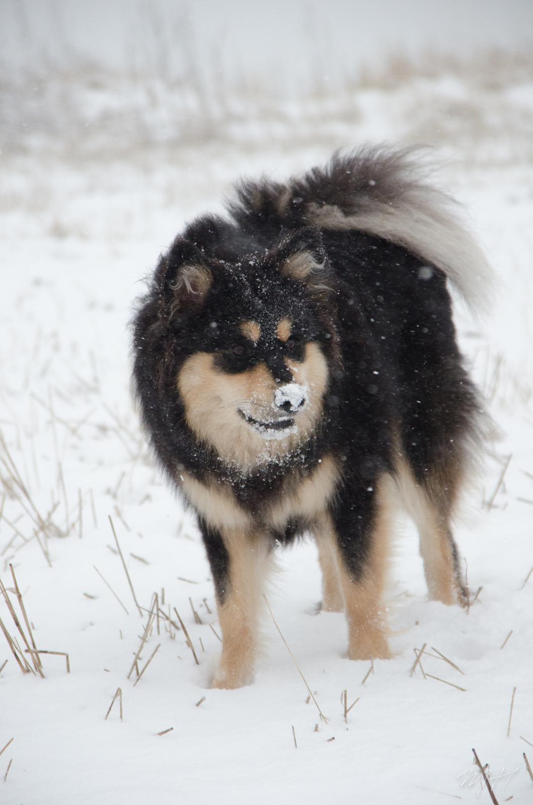 Finsk lapphund DKCH HRCH Lapinkaunis Gimme All Your Lovin' billede 9