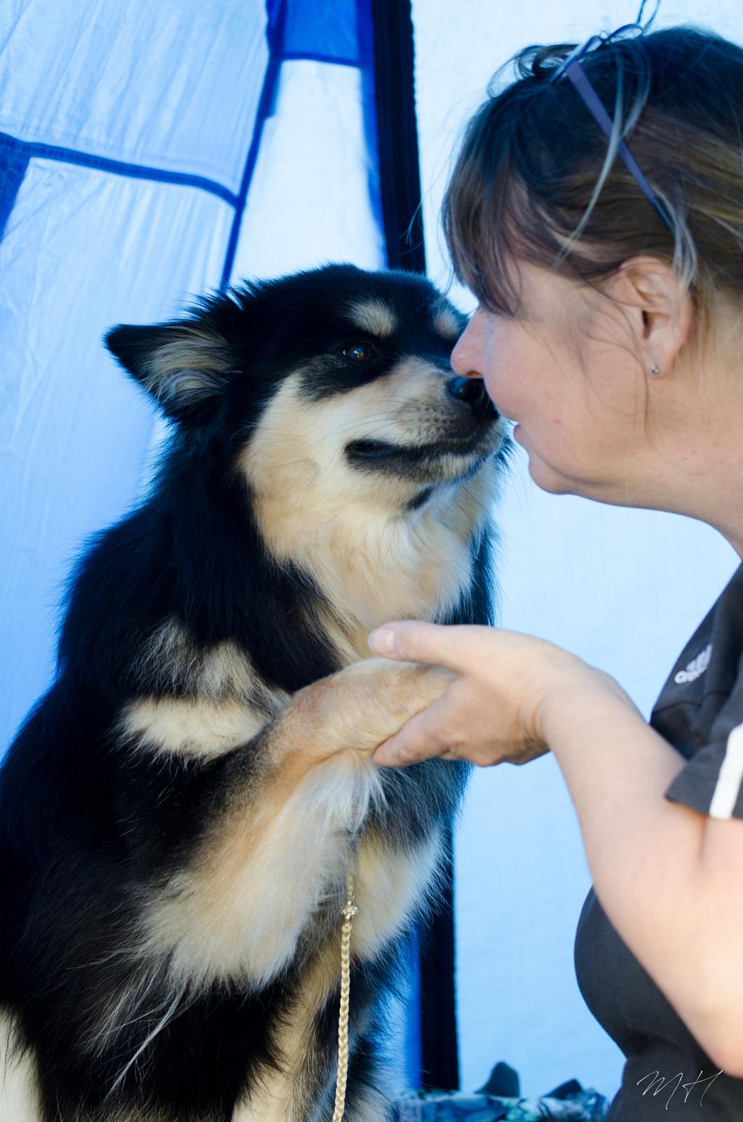 Finsk lapphund DKCH HRCH Lapinkaunis Gimme All Your Lovin' - LouLou elsker at holde i pote og nusse! billede 4