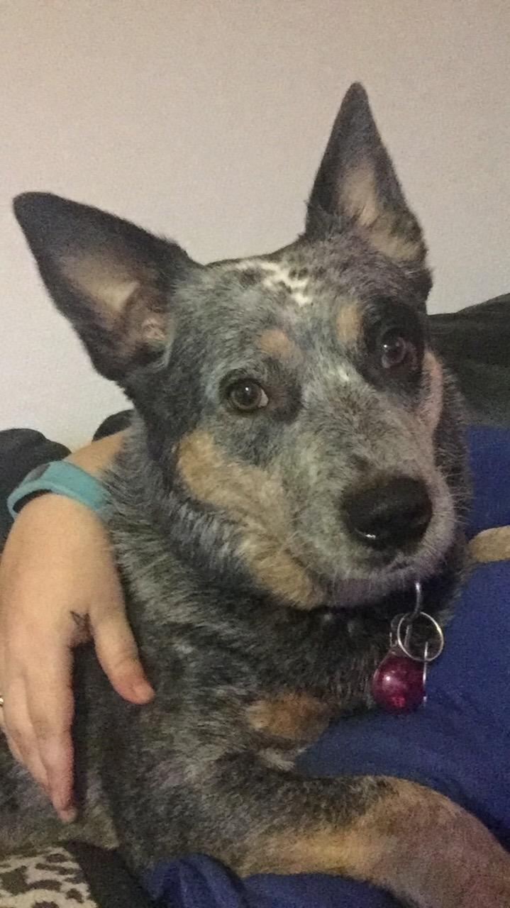 Australsk cattledog Bonnie - Bonnie elsker at putte med mor ❤️ billede 4