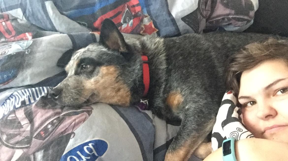 Australsk cattledog Bonnie billede 5