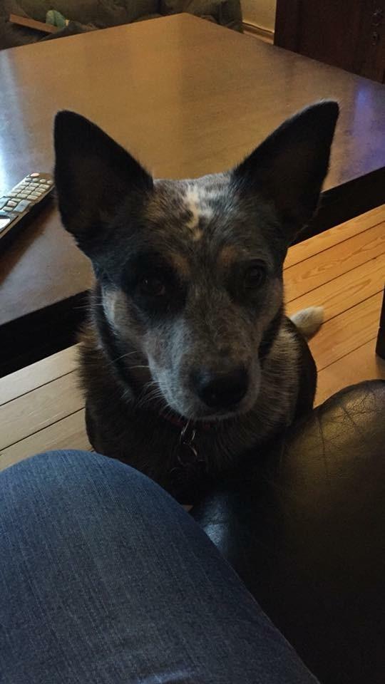 Australsk cattledog Bonnie - Åh mor, må jeg ikke nok smage? billede 7