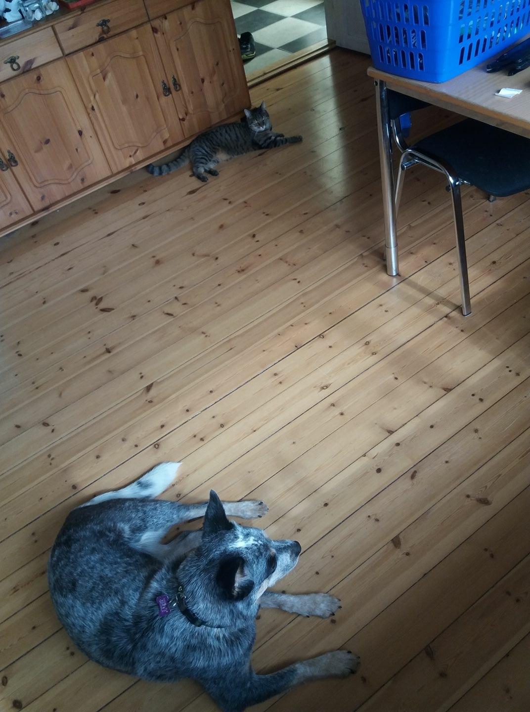 Australsk cattledog Bonnie - Luna er sur idag, så jeg må hellere holde mig på afstand. billede 10