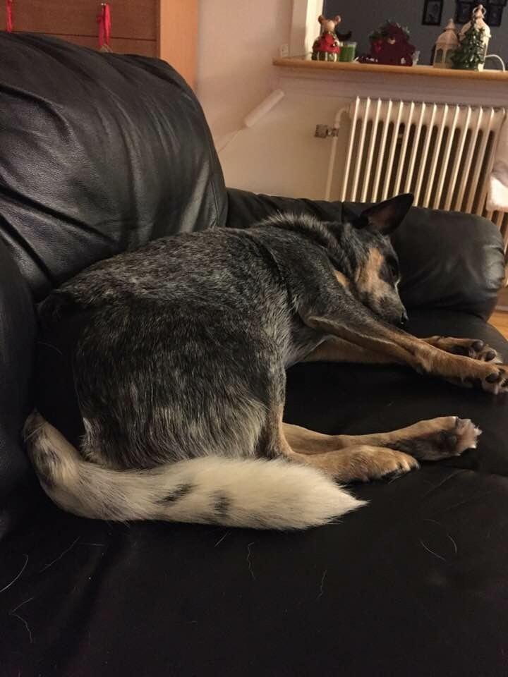 Australsk cattledog Bonnie - Det godt nok hårdt at være så elsket 😍❤️ billede 14