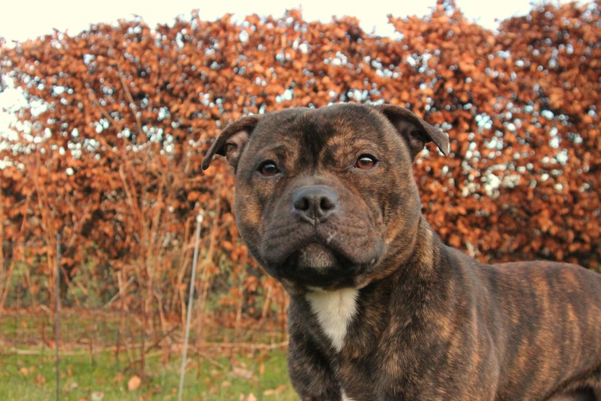 Staffordshire bull terrier Kissing Angels The Living Daylight - aka Kayzer billede 35