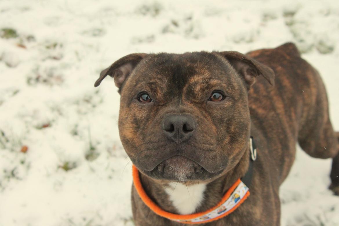 Staffordshire bull terrier Kissing Angels The Living Daylight - aka Kayzer billede 37