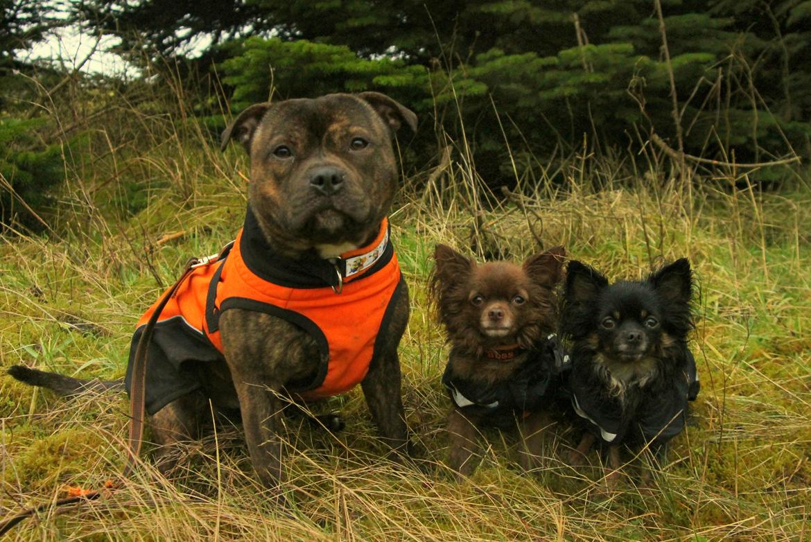 Staffordshire bull terrier Kissing Angels The Living Daylight - aka Kayzer billede 39