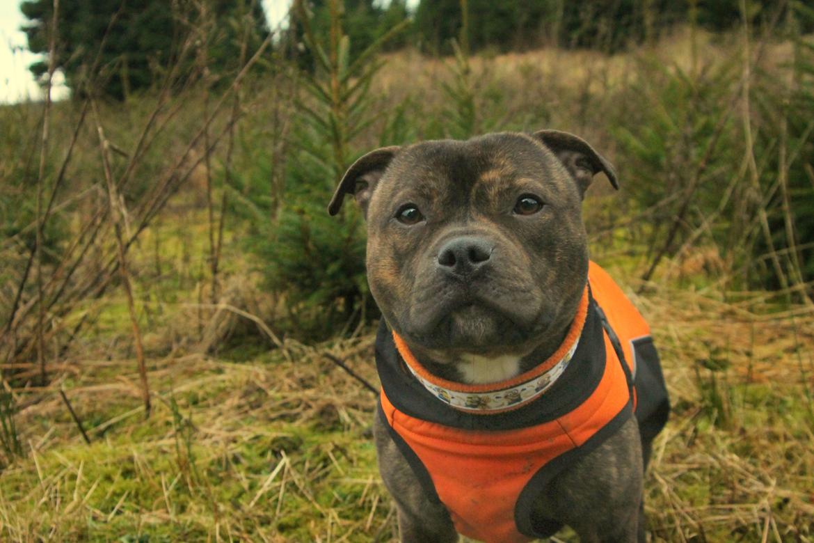 Staffordshire bull terrier Kissing Angels The Living Daylight - aka Kayzer billede 38