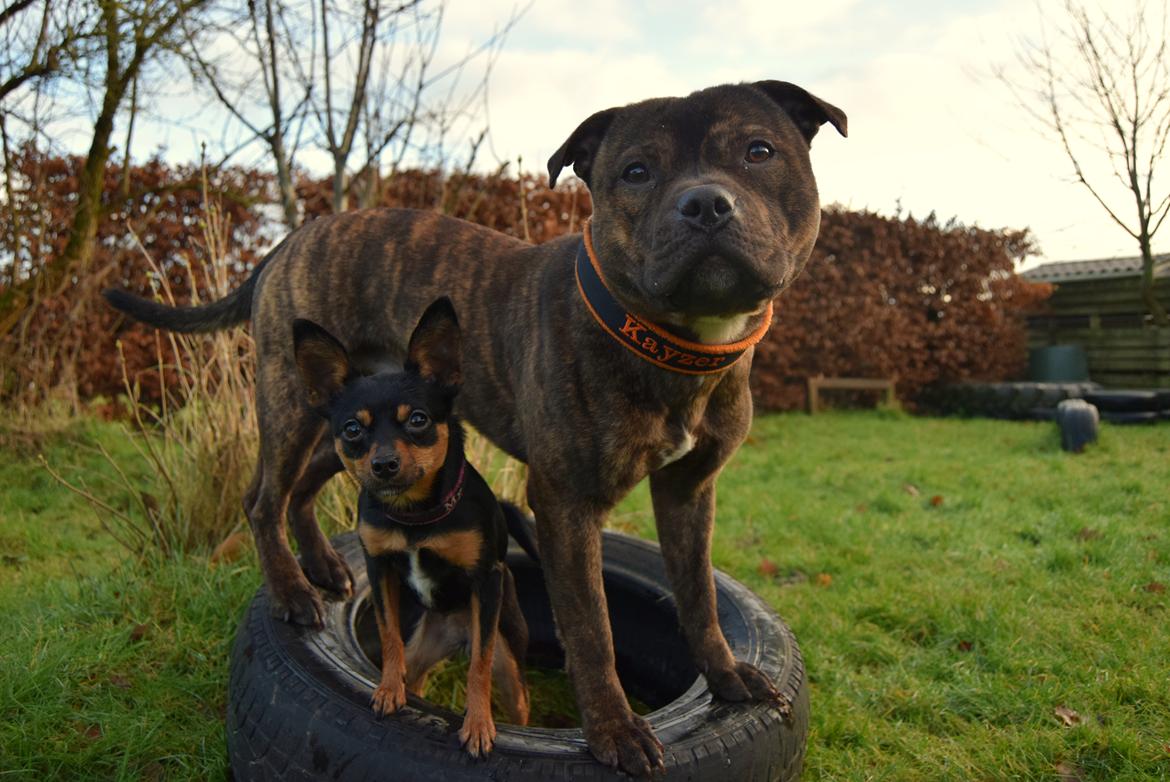 Staffordshire bull terrier Kissing Angels The Living Daylight - aka Kayzer billede 40