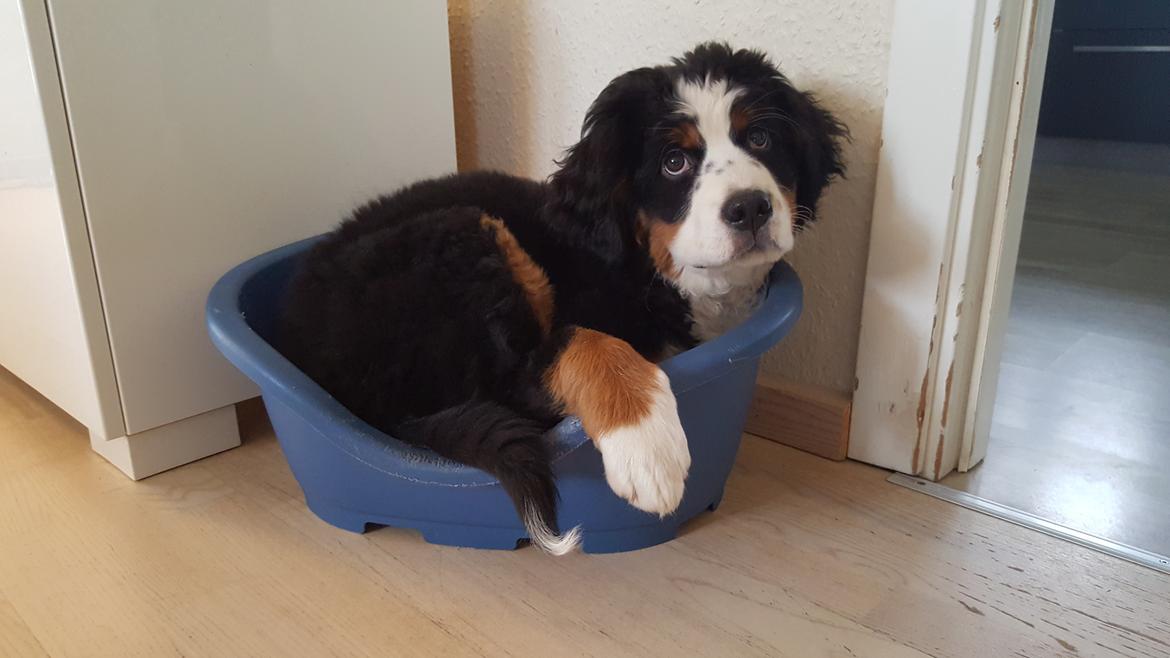 Berner sennenhund Honey billede 8