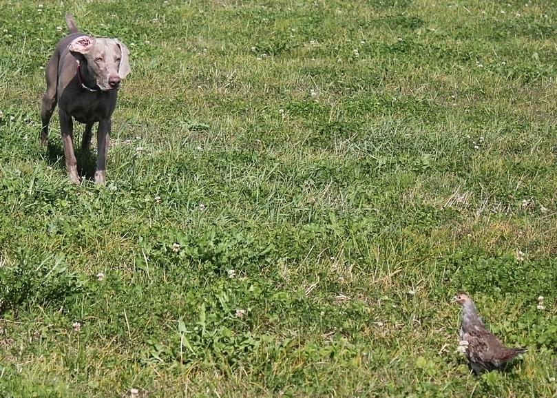 Weimaraner Hot Shoot´s Prida (Frida) HD A billede 5