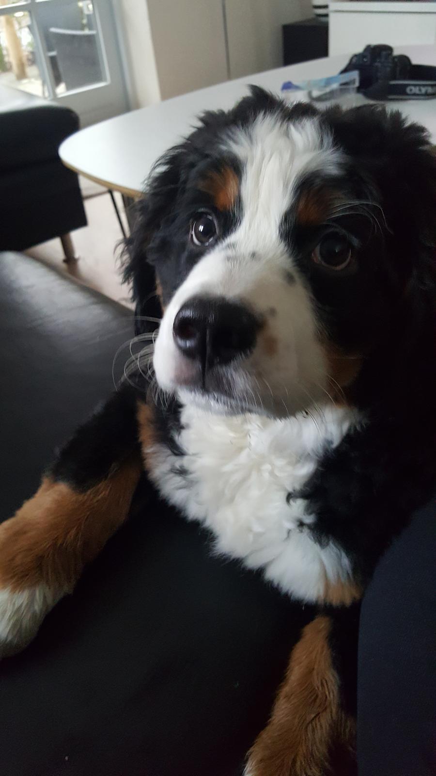 Berner sennenhund Honey billede 9