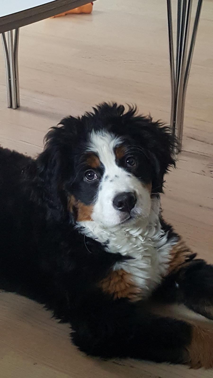 Berner sennenhund Honey billede 10