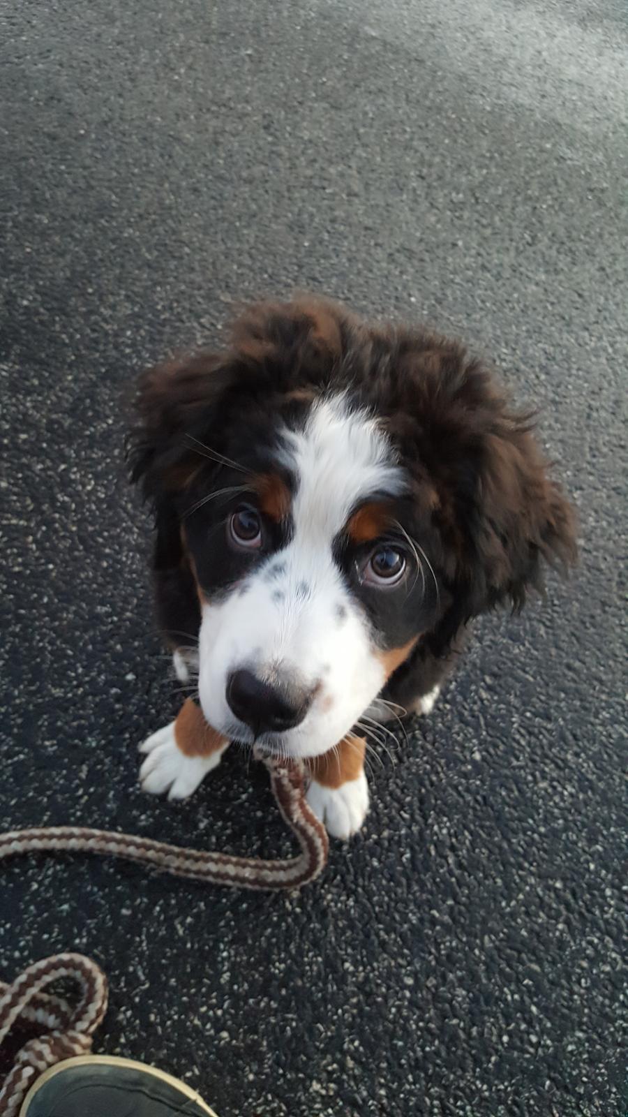 Berner sennenhund Honey billede 14