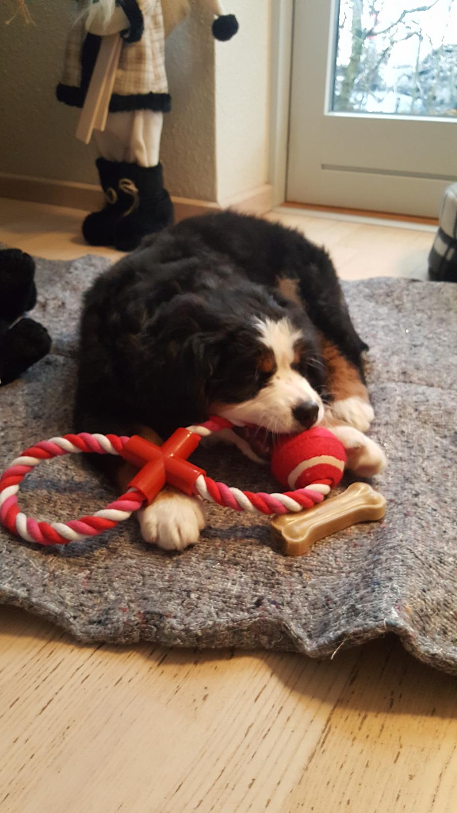 Berner sennenhund Honey billede 3