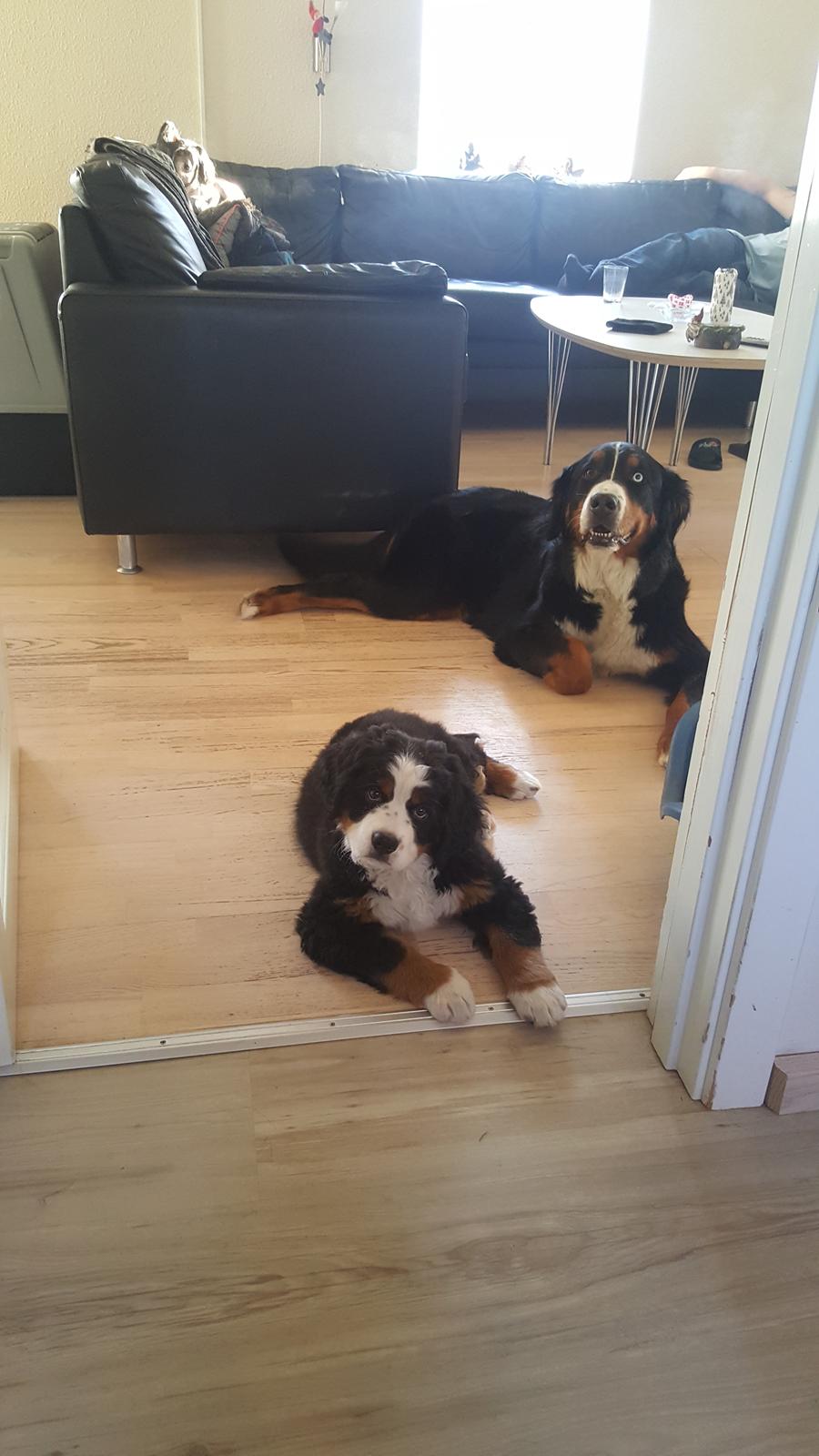 Berner sennenhund Honey billede 11