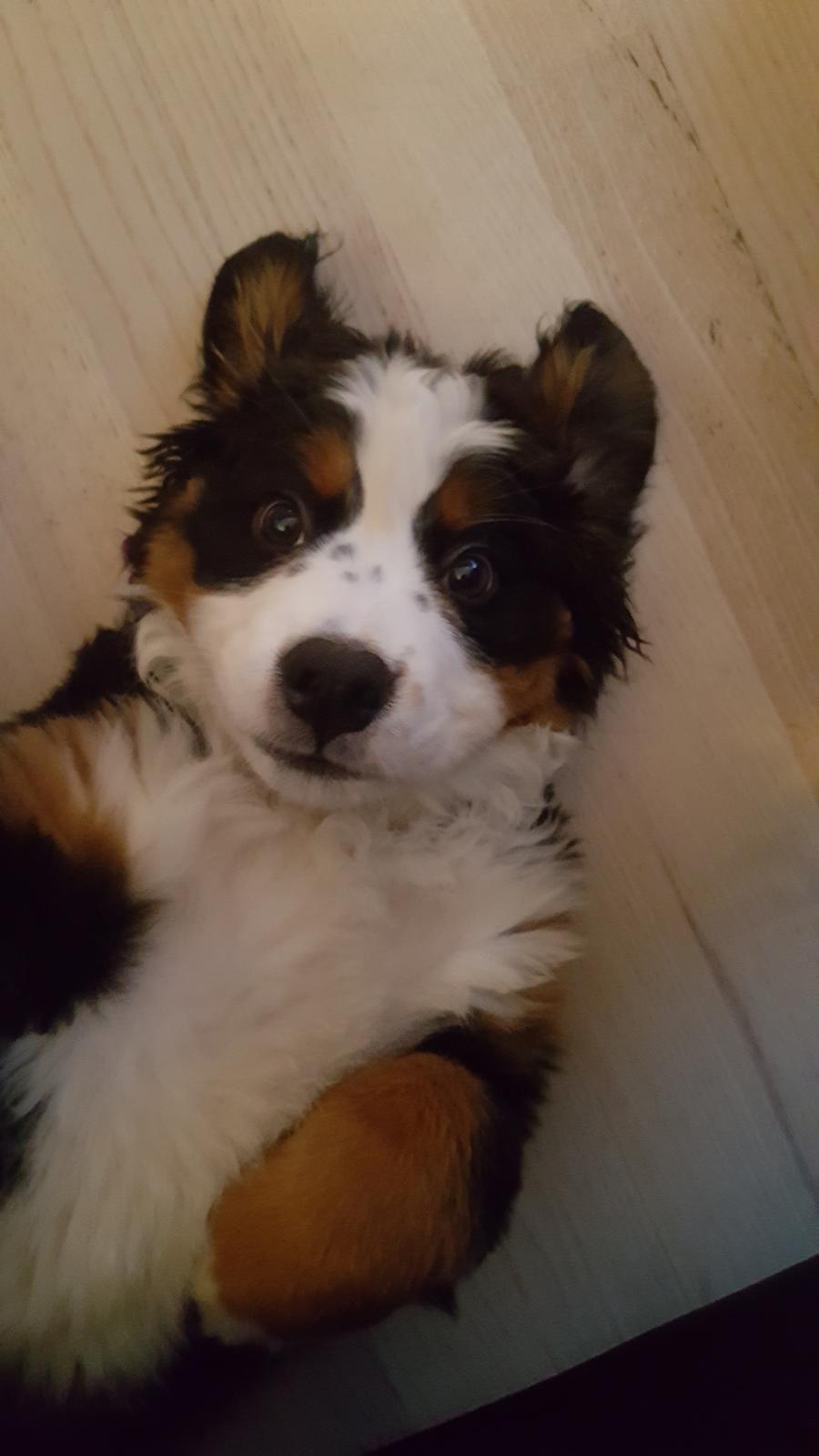 Berner sennenhund Honey billede 7