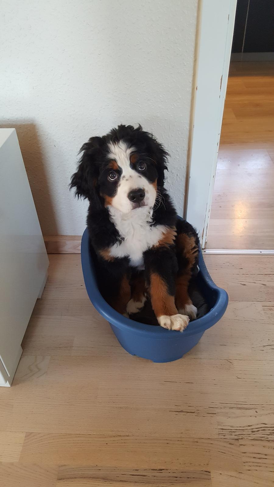 Berner sennenhund Honey billede 12