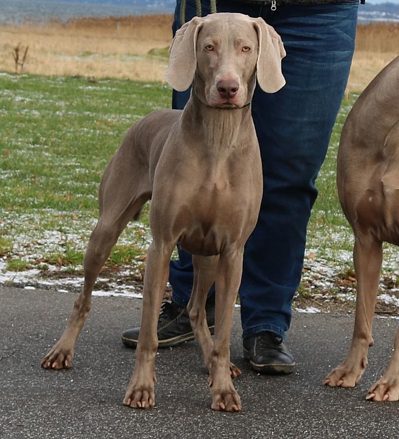 Weimaraner Hot Shoot´s Prida (Frida) HD A billede 4