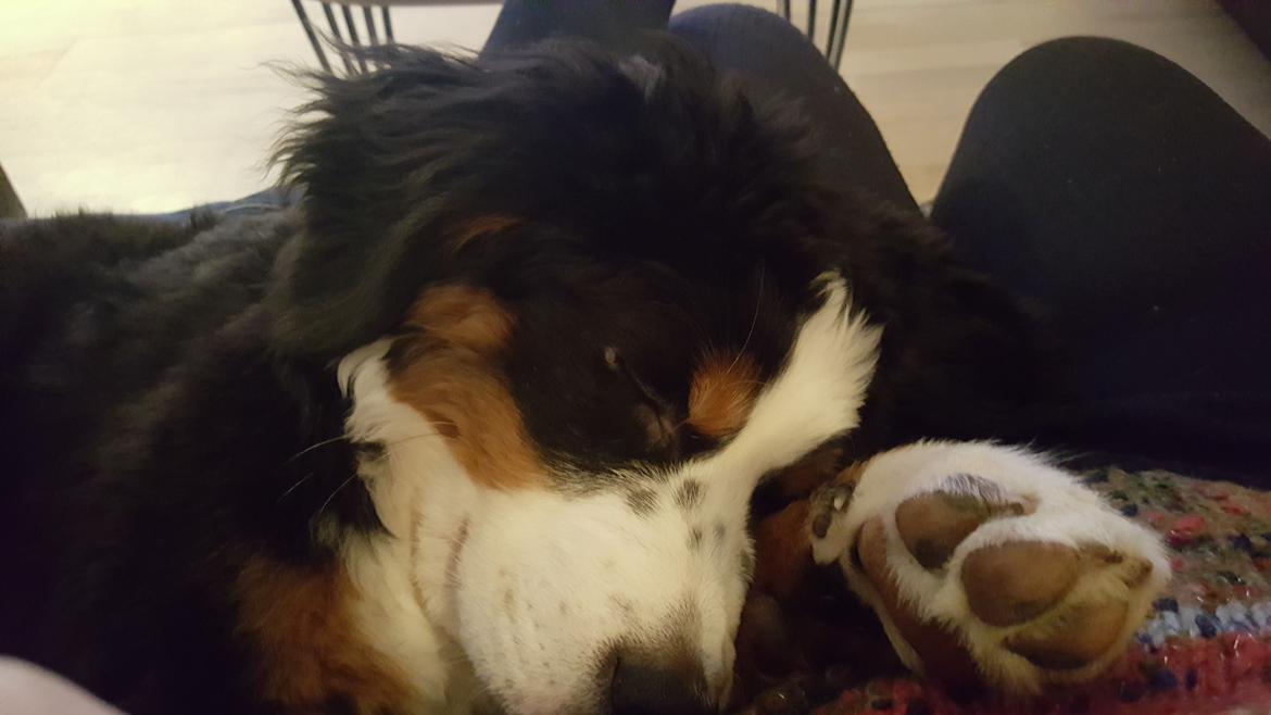 Berner sennenhund Honey billede 15