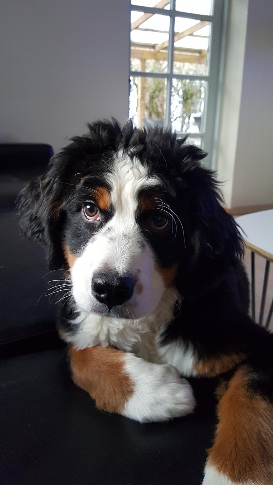 Berner sennenhund Honey billede 19