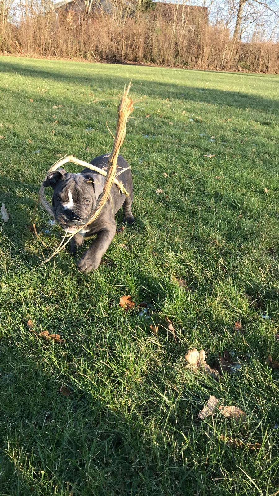 Olde english bulldogge Bentley billede 8
