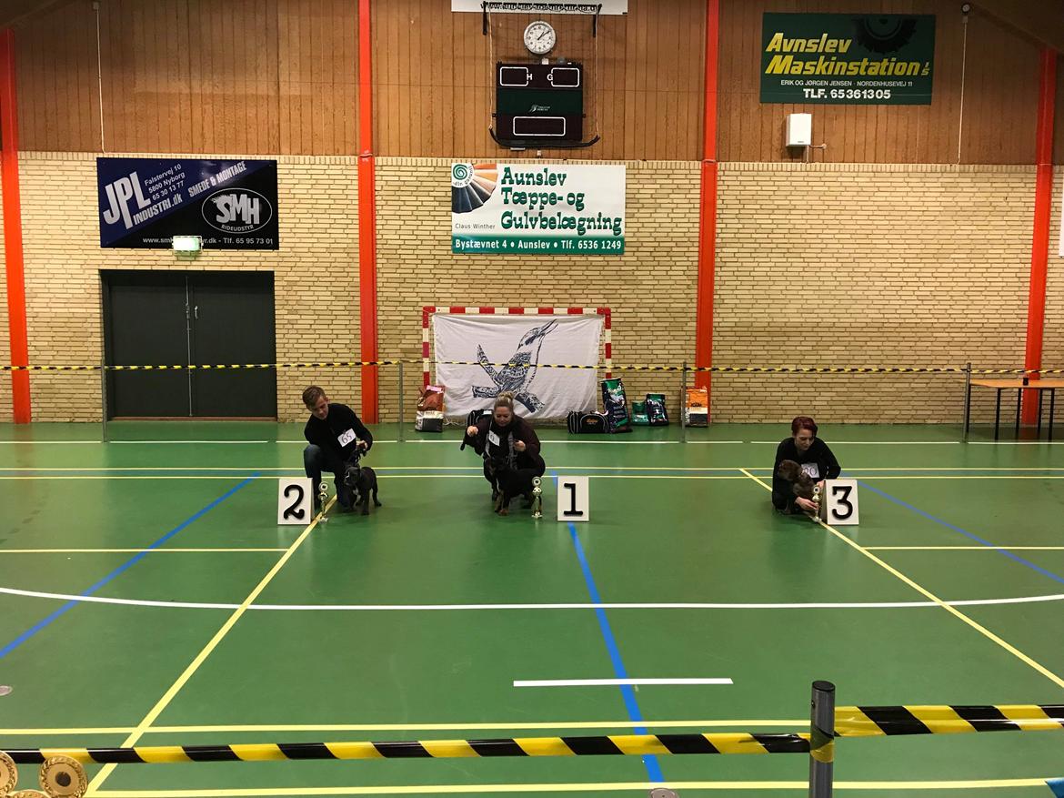 Olde english bulldogge Bentley billede 9