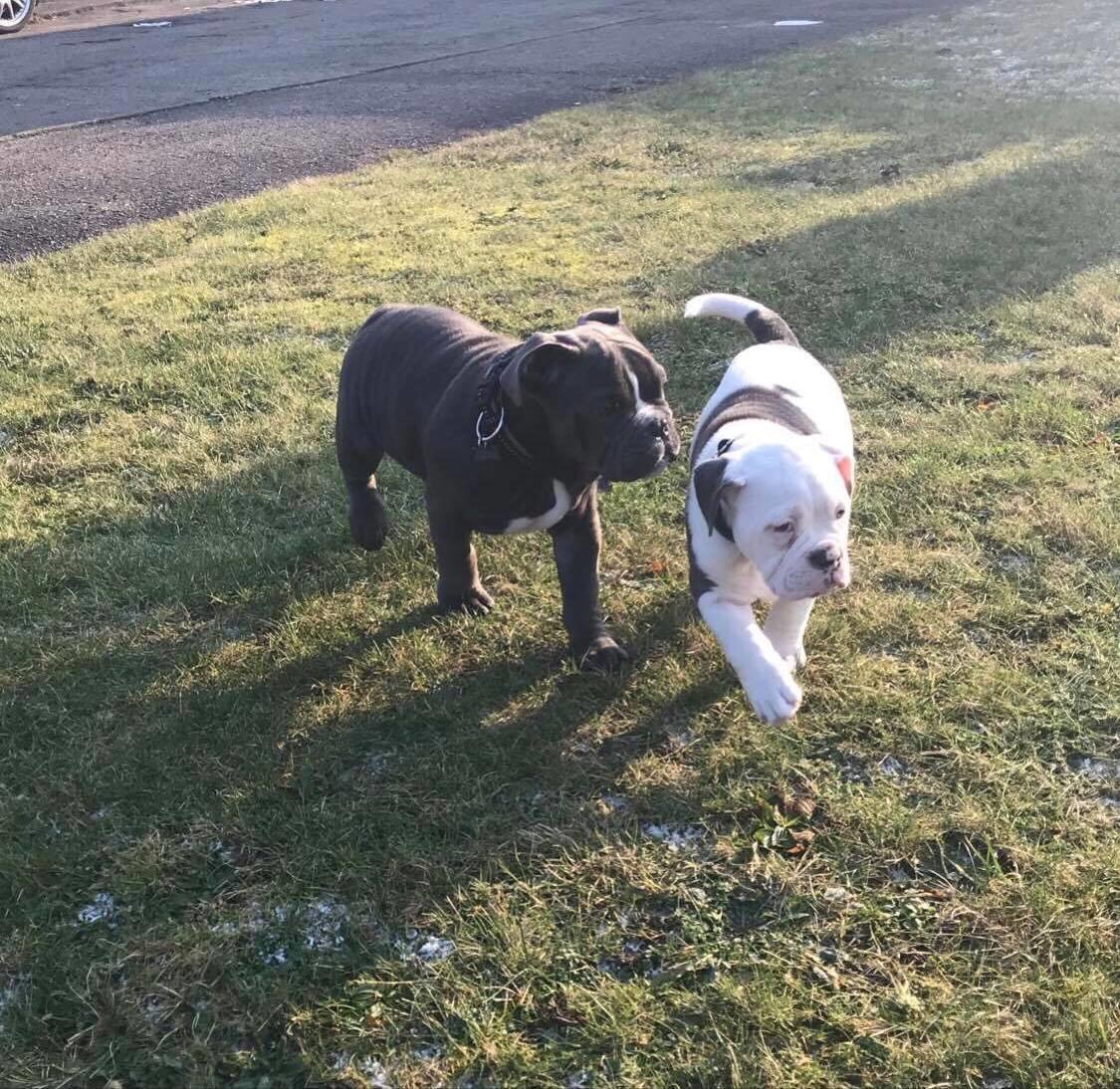 Olde english bulldogge Bentley billede 10