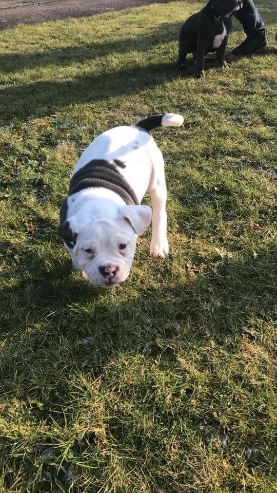 Olde english bulldogge Lotus billede 18