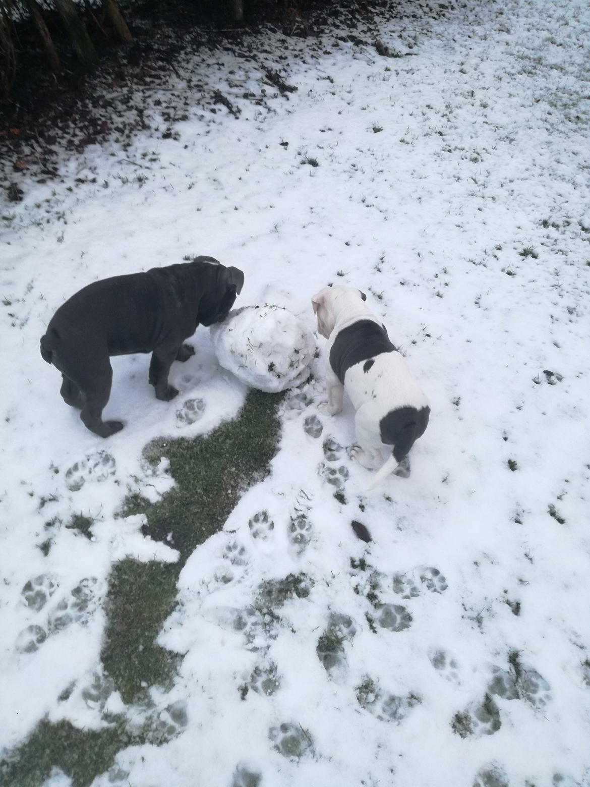 Olde english bulldogge Lotus billede 20