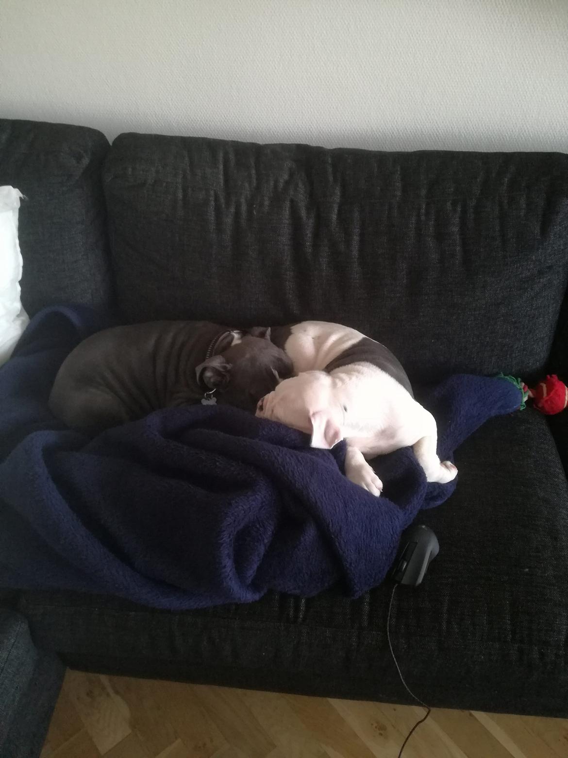 Olde english bulldogge Lotus billede 21