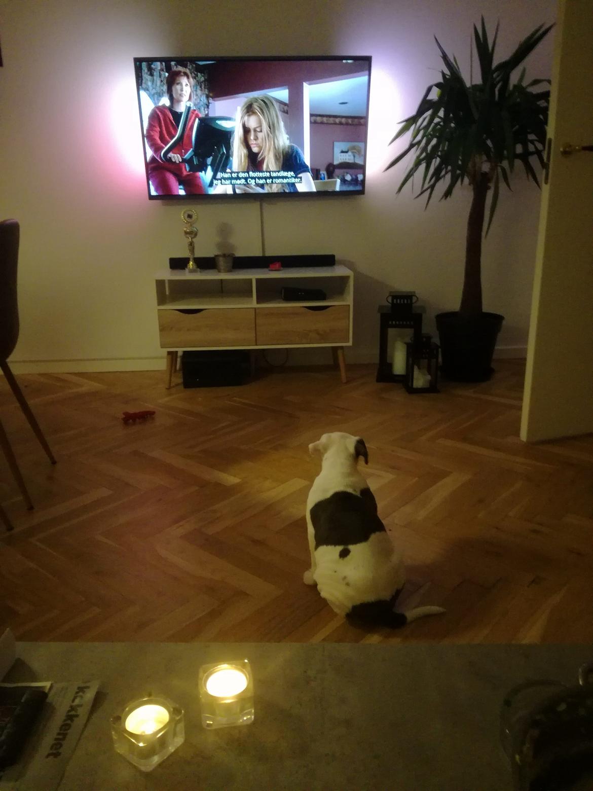 Olde english bulldogge Lotus billede 22