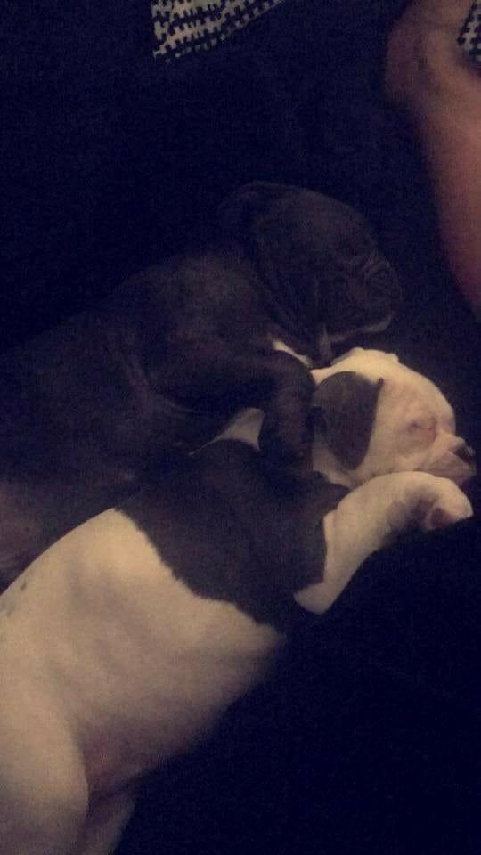 Olde english bulldogge Lotus billede 19