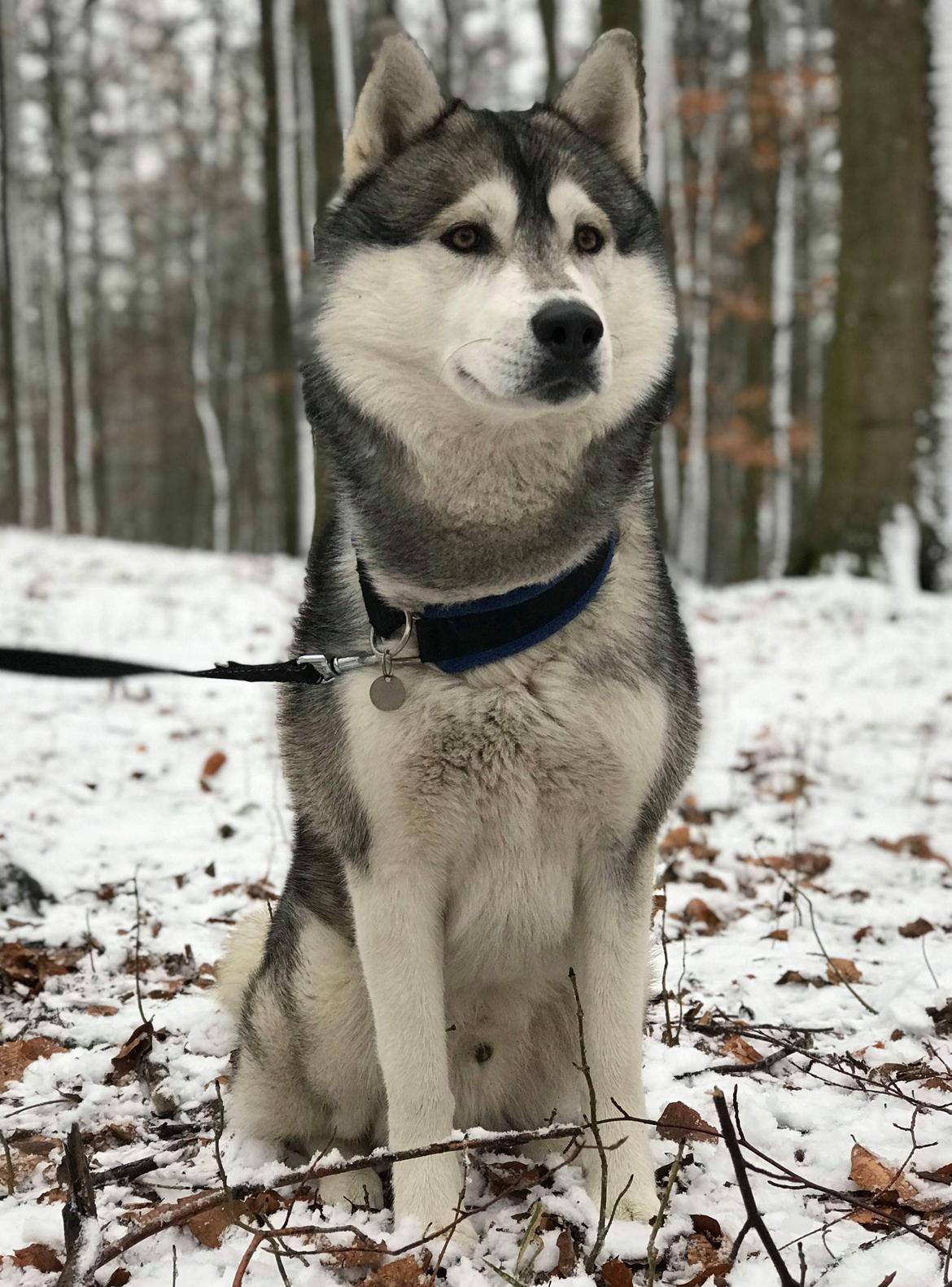 Siberian husky Lufkaz (Mesmocan 7 Cities of Gold) RIP - Februar 2018 - ELSKER min smukke dreng!! billede 11