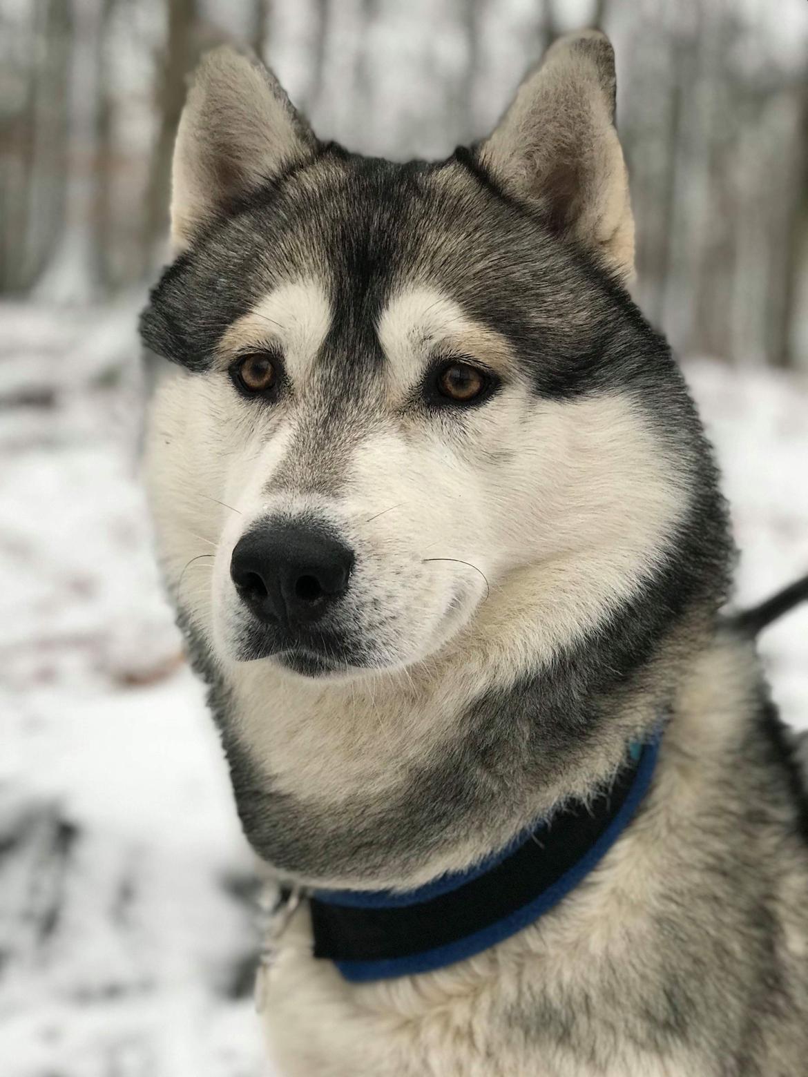 Siberian husky Lufkaz (Mesmocan 7 Cities of Gold) RIP - Februar 2018 - ELSKER min smukke dreng!! billede 15