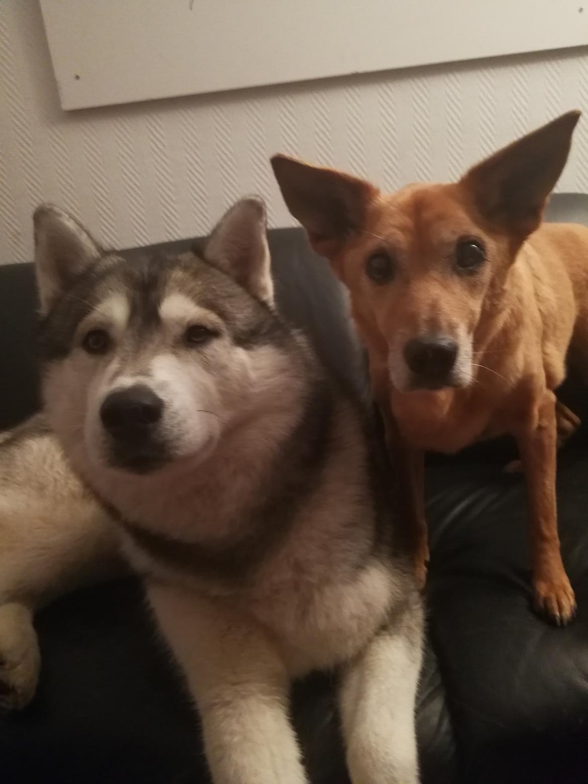 Siberian husky Lufkaz (Mesmocan 7 Cities of Gold) RIP - Hygger i sofaen sammen med Lanka billede 9