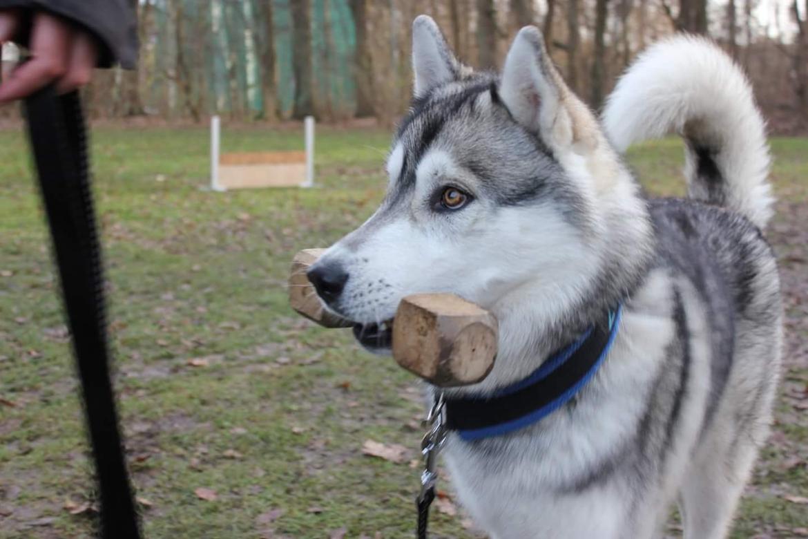 Siberian husky Lufkaz (Mesmocan 7 Cities of Gold) RIP - Vi træner faktisk også indimellem :-) billede 5